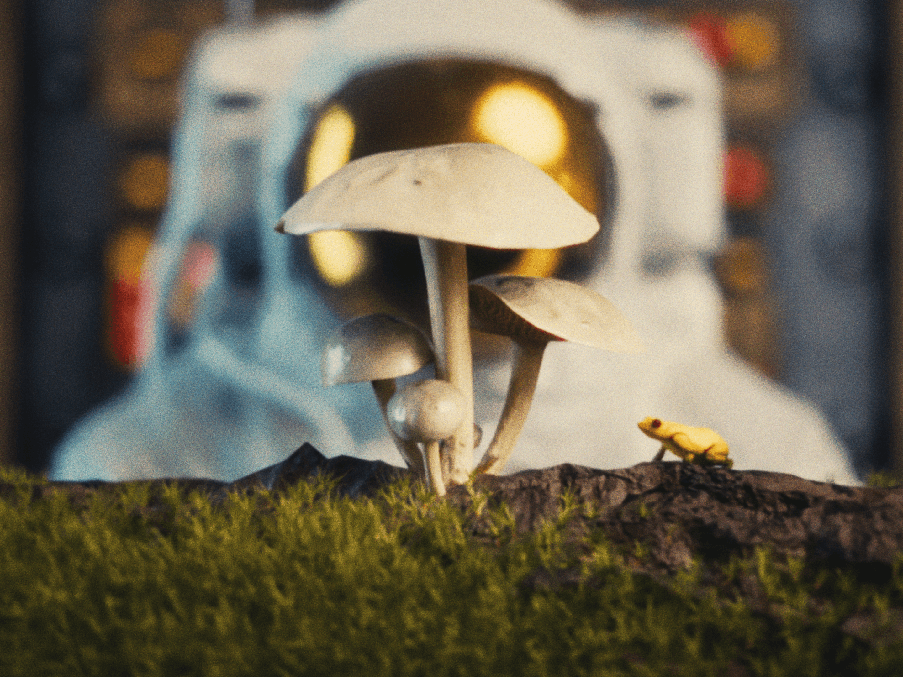 Mushrooms and a frog on a mossy log.